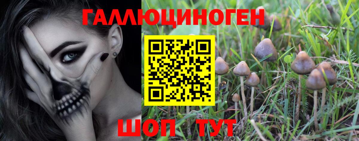 Новосибирск  Псилоцибиновые грибы мицелий  Псилоцибиновые грибы мицелий  Вход с VPN 